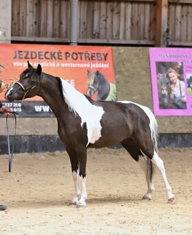 Valach AMHR/ASPC- minihorse - 3