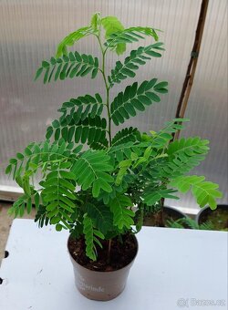 Tamarind indický - 3