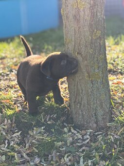 Labradorský retrívr s PP- kluk štěně - 3