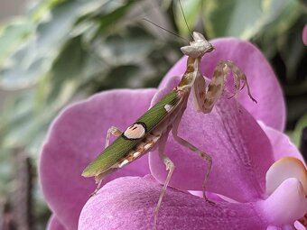 Kudlanky coronatus a další - 3