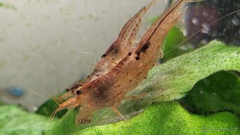 Krevetky - Caridina mulidentata / japonica (gold/orange) - 3