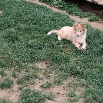 Sheltie-Seltie - 3