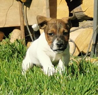Jack Russel Terier - 3
