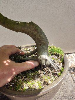 Tvarovaný strom, bonsai, niwaki, yamadori - 3
