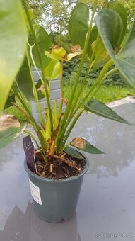 Anthurium - růžovo - zelené květy - 3