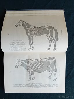 ZÁKLADY ANATOMIE HOSPODÁŘSKÝCH ZVÍŘAT - 1954 - 3