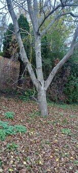 Prodám ořechové dřevo 50 let staré - 3