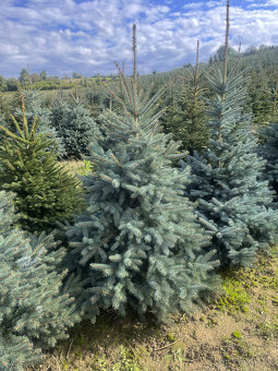 Okrasné chvojí (klest) smrk pichlavý / stříbrný - 3