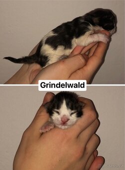 Koťata MCO bez PP - 3