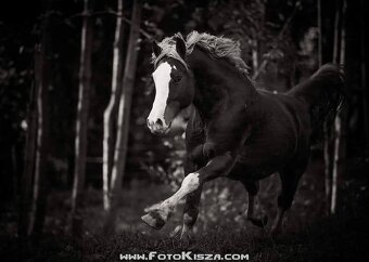 Připouštění Welsh cob - D - 3