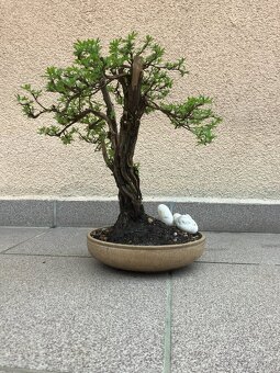 Bonsai, Bonsaj, mochna křovitá - 3