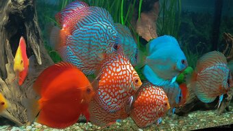 Tetra Discus Granules - 2 druhy granulí pro terčovce - 3