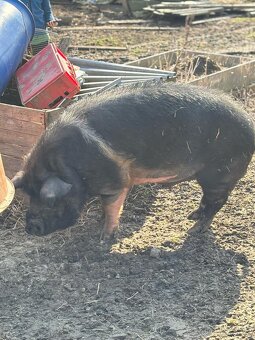 Prase Kunekune - 3
