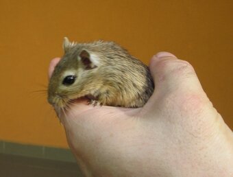 Pískomil mongolský - mláďata - 3