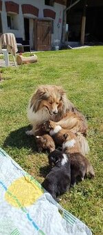 Štěňátka Sheltie/Šeltie s PP - 3