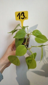 Philodendron Malay Gold a Lemon Lime - 3