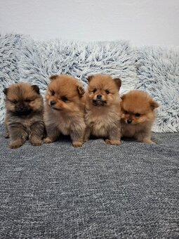 Pomeranian - 3