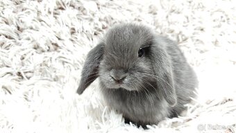 Zakrslý beránek, králíček, králík - KVIDO - 3