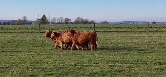 Jalovice Bio E100 - 3