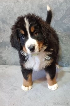 Bernský salašnický pes - štěňata - 3