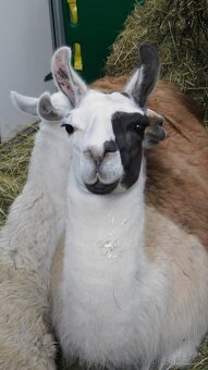 Přeprava koní a jiných zvířat, ČR + Evropa - 3