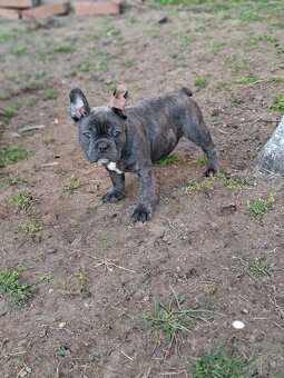 Francouzský buldoček modrý - 3