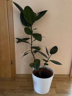 Fíkus - výška cca 90 cm - 3
