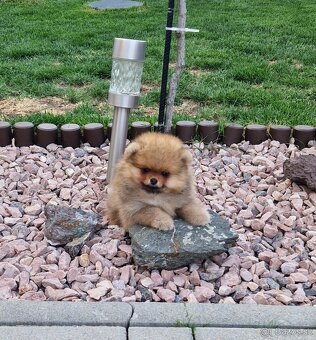 Pomeranian boo - 3