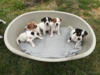 Jack russell teriér - 3