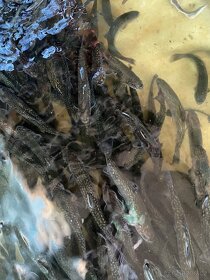 Siven americký, pstruh duhový, lososovitý - 3