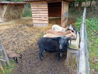 Ovce kamerunská - 3