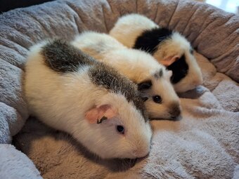 Morče - tři bráškové Zen,Bim a Puntík, US Teddy - 3