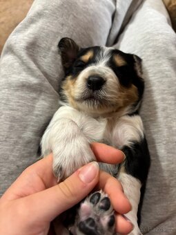 Kříženec bordelkolie - 3