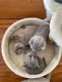 Britská koťátka - 3