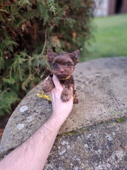 Jorkšírský terier - Yorkšírský terier s pp - 3