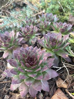 Rozchodníky, skalničky, modřence.., - 3