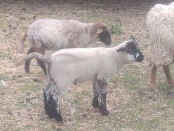 Prodám jehňata - 3