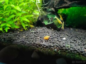Piskořka hrbolkovitá (Melanoides granifera) - 3