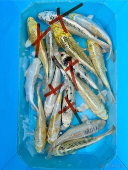 Koi kapři - 3