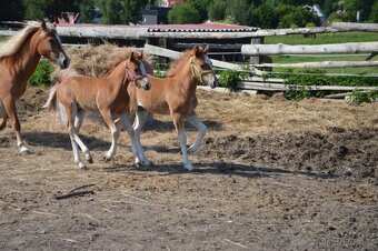 Pony 140cm kobyla 4r a hrebecek - 3