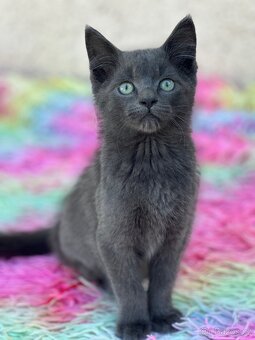 Koťátka ragdoll x brit - 3