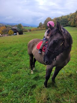 Predám charakterného valacha - 3