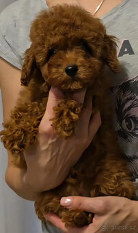 pudel 100% toy girl boy - 3