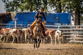 Připouštění QH hřebcem 7 panel N/N - 3