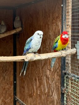 Predam Rosela pestra modra Step na modre - 3