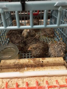 Prodám křepelky - 3