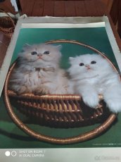 Originál nástěnné plakáty z 80. let 20. století - Psi, Kočky - 3