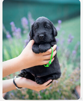 flat coated retriever - 3