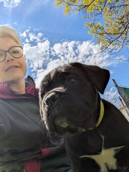 Cane Corso - štěňátka s PP - 3