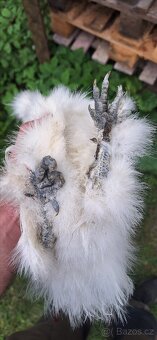 Kohout Hedvábnička zdrobnělá bezvousá - 3